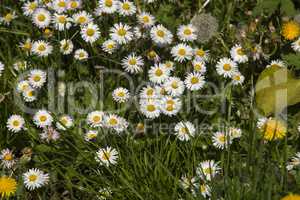 Spring flowers