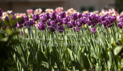 Tulip flower