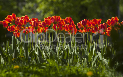 Tulip flower