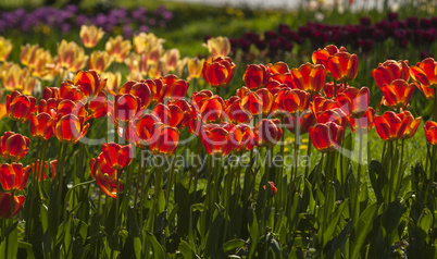 Tulip flower