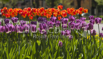 Tulip flower