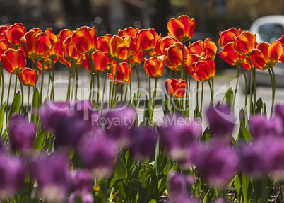 Tulip flower