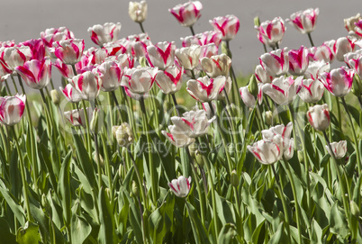 Tulip flower