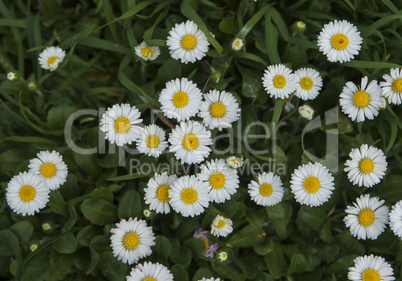 Spring flowers