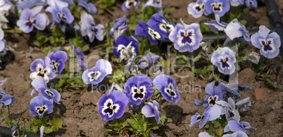 Spring flowers Violets