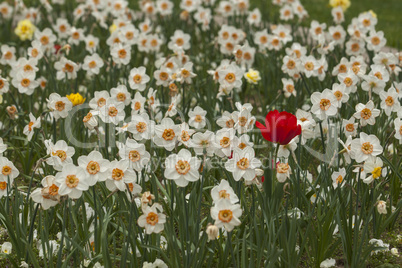 White Daffodils (Narcissus)
