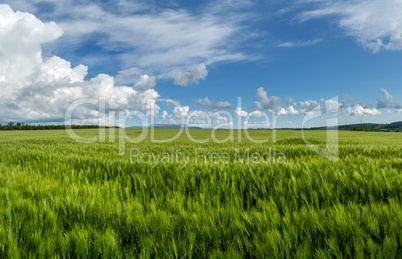 field of green wheat