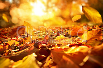 Stimmungsvolle Szene im Herbst mit fallenden Blättern und warme