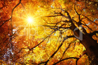 Majestätische Buche im Herbst: der Baum wird von der Sonne warm