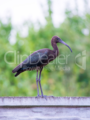 The Plegadis falcinellus bird. (Ibis)