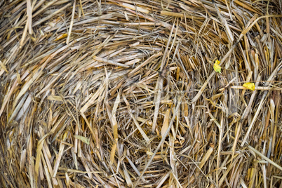 Straw in a round bale