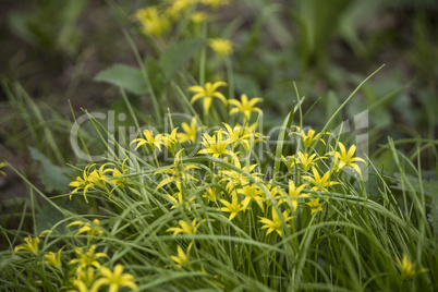 Flower in the grass.