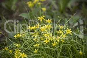 Flower in the grass.