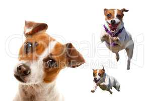 Cute and Energetic Jack Russell Terrier Dog Set