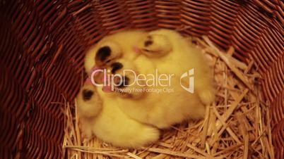Newborn ducklings in a basket