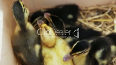 Closeup of newborn ducklings in a basket