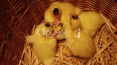 Newborn chicken in a basket