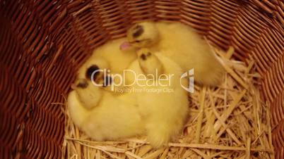 Group of tired newborn ducklings in a basket