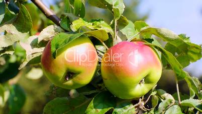 Äpfel am Baum