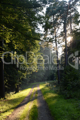 Waldweg mit Sonne