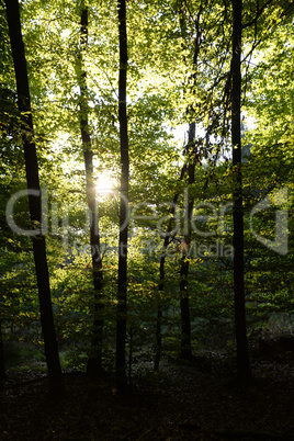 Sonne im Wald