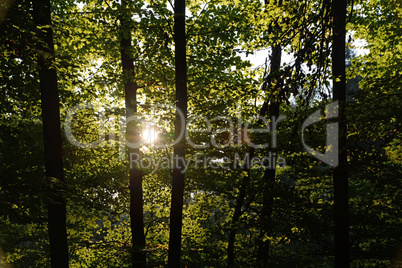 Sonne im Wald