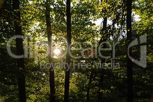 Sonne im Wald