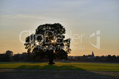 Eiche, abends