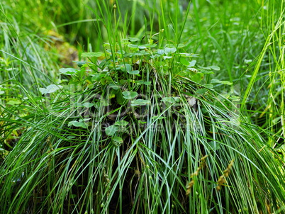 Grashügel im Wald