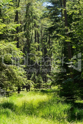 Nadelmischwald im Spessart