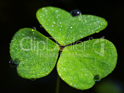 Waldsauerklee, Oxalis acetosella