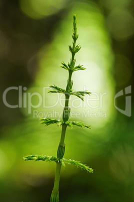 Wald-Schachtelhalm, Equisetum sylvaticum