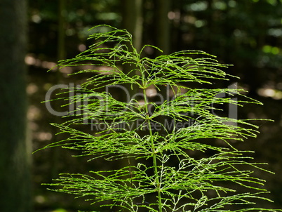 Wald-Schachtelhalm, Equisetum sylvaticum