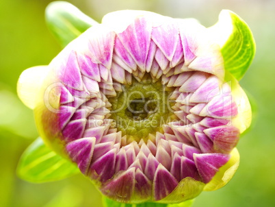 Dahlienblüte, Dahlia