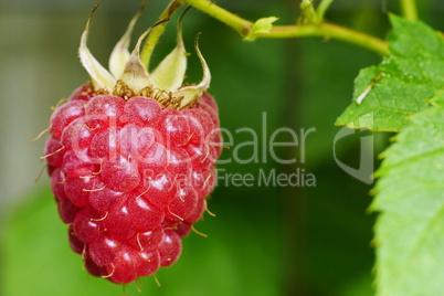 Gartenhimbeere, Rubus idaeus