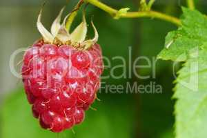 Gartenhimbeere, Rubus idaeus