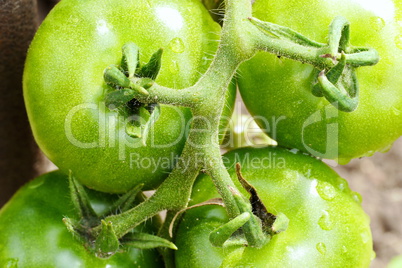 Tomaten im Naturgarten