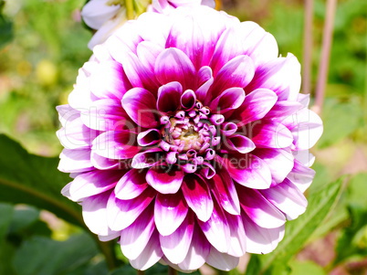 Dahlienblüte, Dahlia