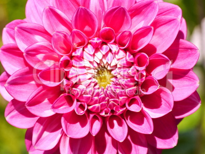 Rosa Dahlienblüte, Dahlia