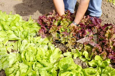 Ernte von Pflücksalat