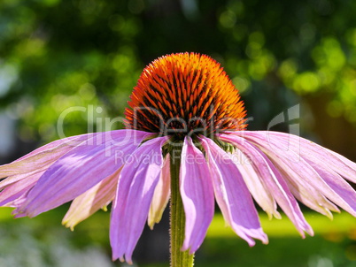 Purpur-Sonnenhut, Echinacea purpurea