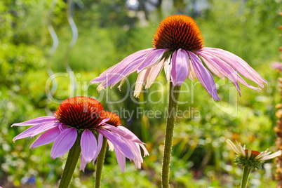 Purpur-Sonnenhut, Echinacea purpurea