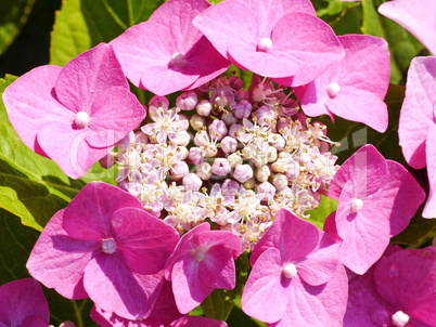 Tellerhortensie blühend