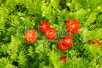 Tagetes im Karottenbeet