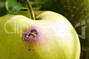 Wurmloch des Apfelwicklers
