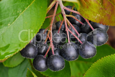 Erntreife Aroniabeeren