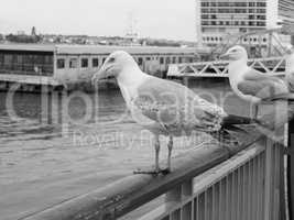 Seagull bird animal