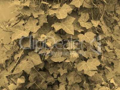 Ivy leaves sepia