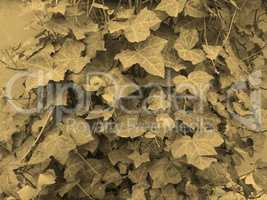 Ivy leaves sepia