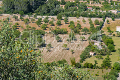 Olivenhain auf Mallorca, Spanien